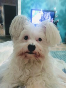 Hundeblog