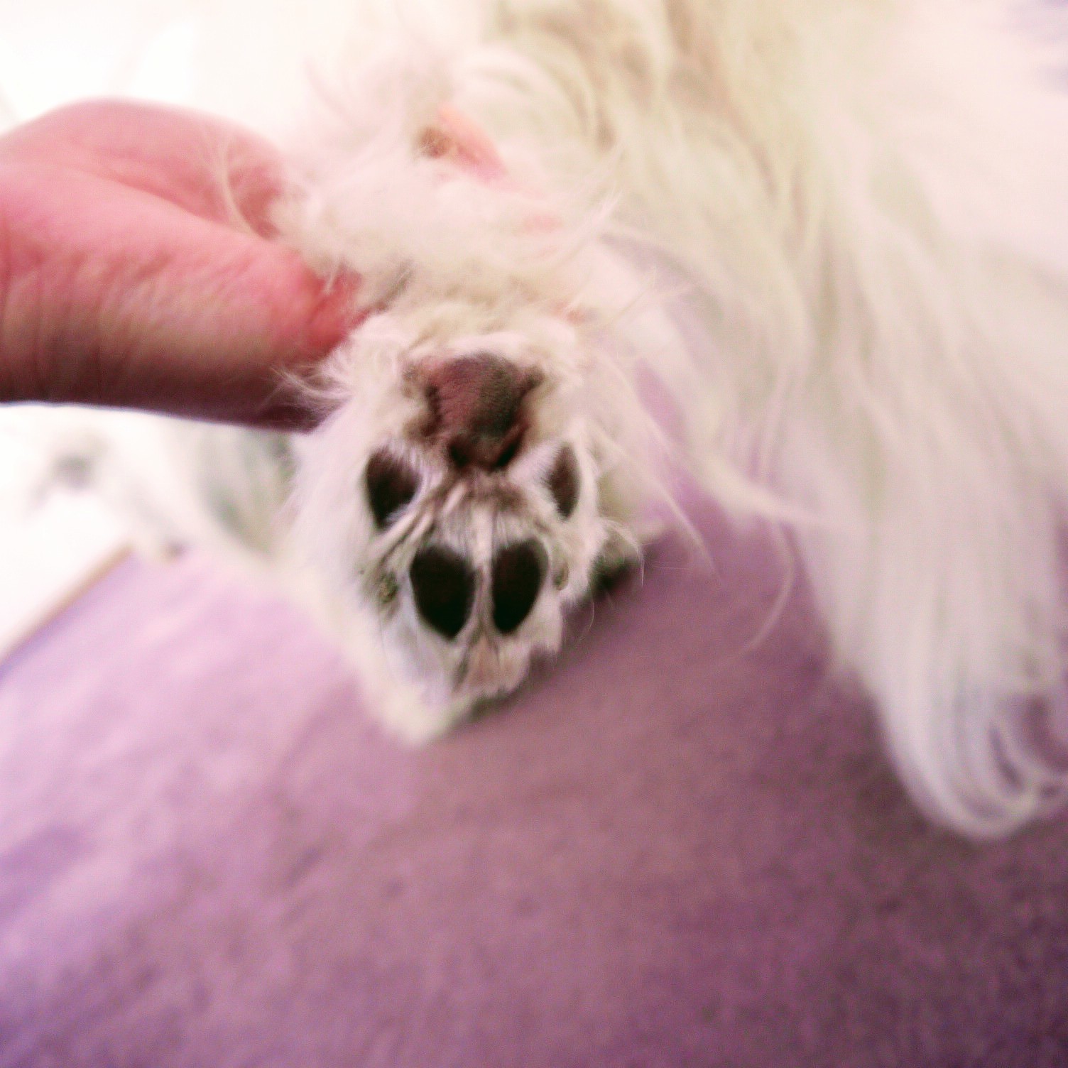 krallen_schneiden_beim_hund PowderpuffKrusty